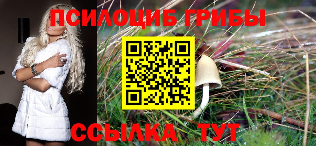 Галлюциногенные грибы Psilocybine cubensis Кашира